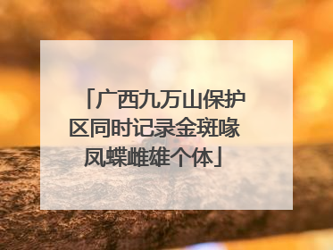 广西九万山保护区同时记录金斑喙凤蝶雌雄个体